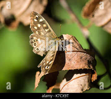 Male Speckled Wood Stock Photo