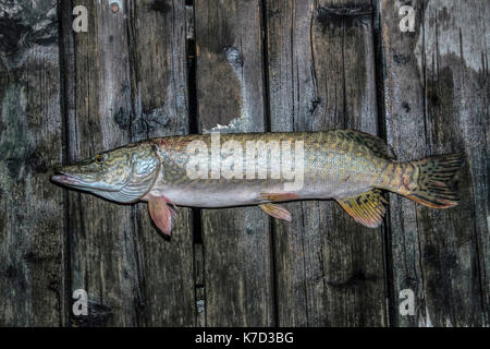 Danube, Serbia - Northern Pike (Esox lucius) hooked at night and presented on a wooden deck just before release Stock Photo
