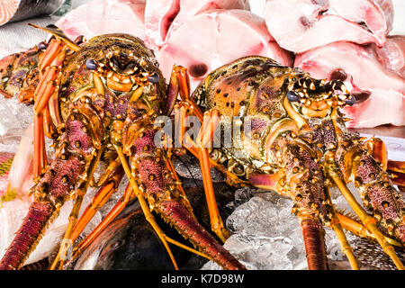 Close up of lobsters for sale in the fish market of Ubatuba, a coastal city at Sao Paulo state. Ubatuba, Sao Paulo state, Brazil. Stock Photo