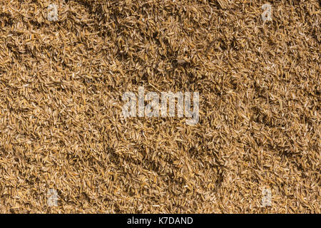 Mysore, India - October 27, 2013: In Ranganathapur, closeup of a brown heap of rice chaff at an industrial rice miller. The husk is mechanically peele Stock Photo