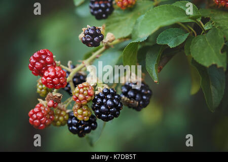Red and black wild blackberries growing in the garden. Ripe and unripe blackberries on the bush. Stock Photo