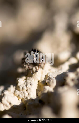 Overhead view of jumping spider on textured surface Stock Photo