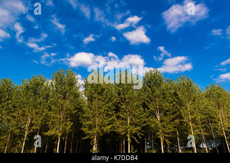 Poplars seen from below in front of a cloudy blue sky Stock Photo