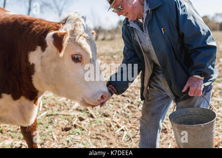 Farmer feeding cow while standing on field Stock Photo