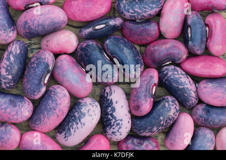 Phaseolus coccineus. Runner bean 'Scarlet Emperor' seeds Stock Photo