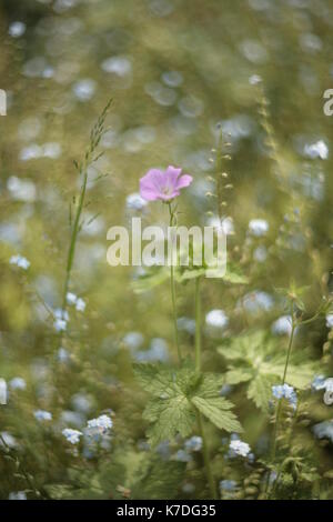 Nature Backgrounds Stock Photo