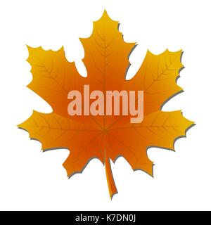 Maple leaf in autumn.Yellow and orange Stock Vector