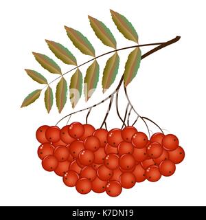 Twigs of Rowan in the autumn Stock Vector