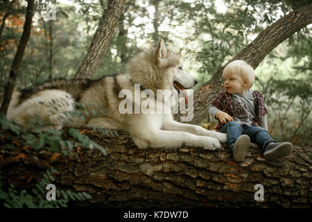 Little boy sits on fallen tree trunk in forest next to lying dog malamute. Stock Photo