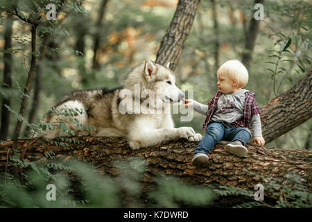 Little boy sits on fallen tree trunk in forest next to lying dog malamute and feeds him by food. Stock Photo