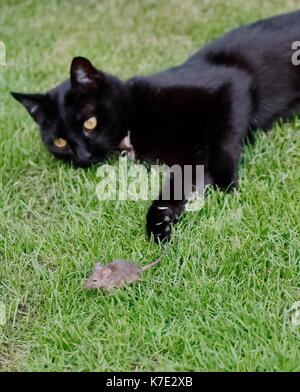 Black cat laying on the grass playing with a captured mouse Stock Photo