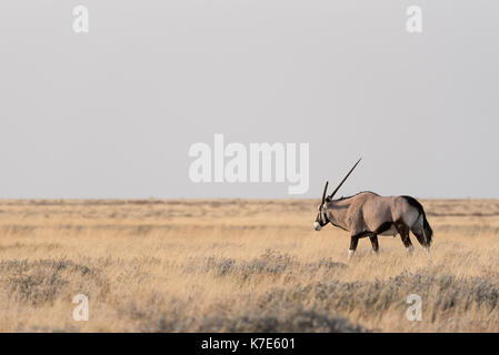 Oryx also known as the Gemsbock in parts Africa poses during the morning in Namibia's Etosha National Park Stock Photo