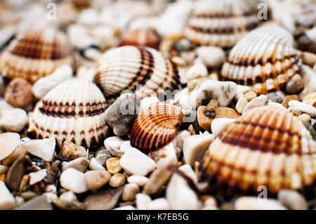 sea shells on stone beach in Croatia Stock Photo