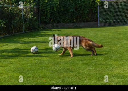 the dog is running after the ball,German Shepherd playing with a ball Stock Photo