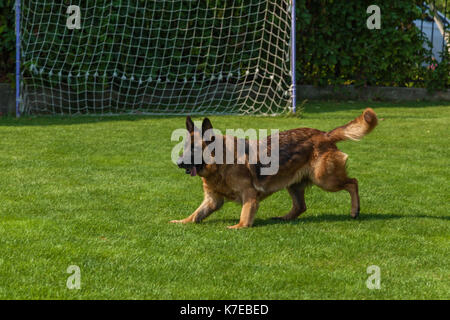 the dog is running after the ball,German Shepherd playing with a ball Stock Photo