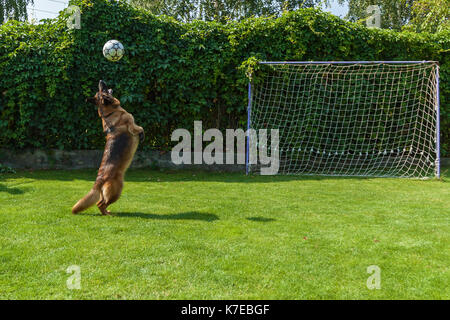 the dog catches the ball in a jump,German Shepherd playing with a ball Stock Photo