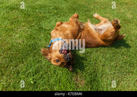 dog lying on back on green grass,mixed spaniel dogs spaniel Stock Photo