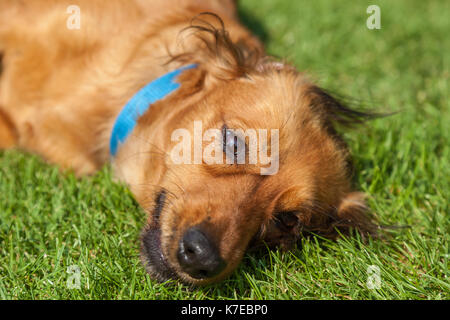 dog lying on back on green grass,mixed spaniel dogs spaniel Stock Photo