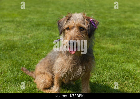 funny hairy dog, mixed spaniel dogs spaniel Stock Photo