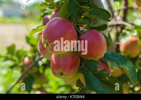 ripe apples on a branch,ripe apples hanging on a branch at orchard Stock Photo