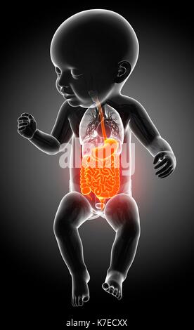 Illustration of a baby's digestive system. Stock Photo