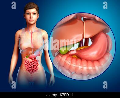 Illustration of female liver and stomach anatomy. Stock Photo