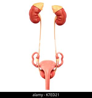 Illustration of female reproductive and urinary systems. Stock Photo