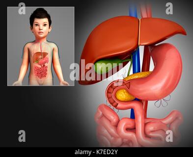 Illustration of a child's liver and stomach. Stock Photo