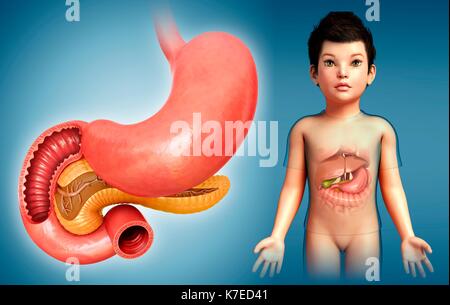 Illustration of a child's stomach, duodenum and pancreas. Stock Photo