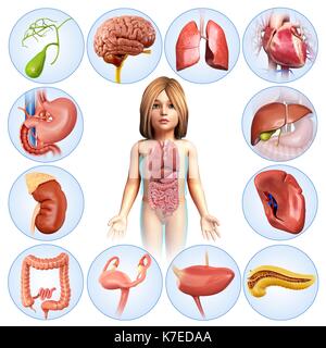 Illustration of a child's internal organs (gall bladder, brain, lungs, heart, liver, spleen, pancreas, bladder, reproductive organs, large intestine, kidneys, stomach). Stock Photo