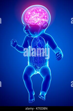 Baby's brain, illustration Stock Photo - Alamy