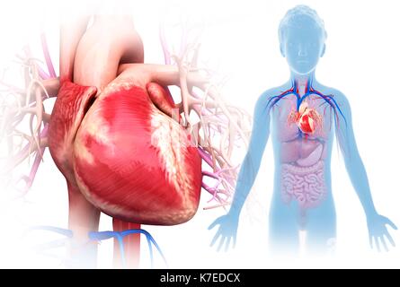 Illustration of a child's heart anatomy Stock Photo: 159513707 - Alamy