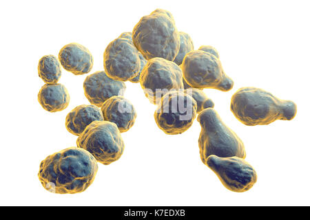 Cryptococcus neoformans fungus, computer illustration. C. neoformans is a yeast-like fungus that reproduces by budding. An acidic mucopolysaccharide capsule completely encloses the fungus. It can cause the disease cryptococcosis, especially in immune deficient patients, such as those with HIV/AIDS (acquired immunodeficiency syndrome). It can infect the brain, causing meningitis or brain abscesses, lungs or skin. The most common clinical form is meningoencephalitis. It is caused by inhaling the fungus from soil that has been contaminated by pigeon droppings. Stock Photo