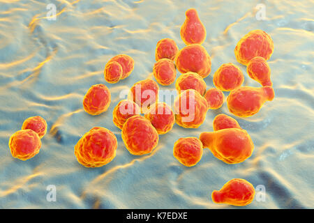 Cryptococcus neoformans fungus, computer illustration. C. neoformans is a yeast-like fungus that reproduces by budding. An acidic mucopolysaccharide capsule completely encloses the fungus. It can cause the disease cryptococcosis, especially in immune deficient patients, such as those with HIV/AIDS (acquired immunodeficiency syndrome). It can infect the brain, causing meningitis or brain abscesses, lungs or skin. The most common clinical form is meningoencephalitis. It is caused by inhaling the fungus from soil that has been contaminated by pigeon droppings. Stock Photo