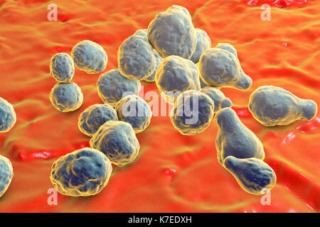 Cryptococcus neoformans fungus, computer illustration. C. neoformans is a yeast-like fungus that reproduces by budding. An acidic mucopolysaccharide capsule completely encloses the fungus. It can cause the disease cryptococcosis, especially in immune deficient patients, such as those with HIV/AIDS (acquired immunodeficiency syndrome). It can infect the brain, causing meningitis or brain abscesses, lungs or skin. The most common clinical form is meningoencephalitis. It is caused by inhaling the fungus from soil that has been contaminated by pigeon droppings. Stock Photo