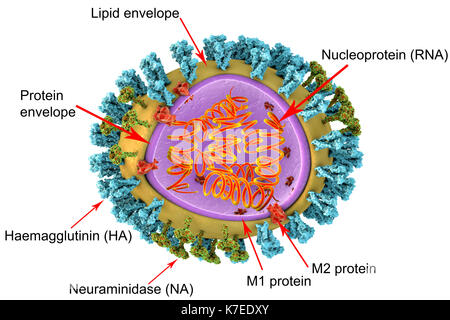 3D illustration of influenza virus particle structure. The virus consists of a ribonucleic acid (RNA, orange coils) core, surrounded by a nucleocapsid (purple) and a lipid envelope (yellow). Spanning the capsid and envelope are M2 proteins (red), that act as proton pumps. In the envelope are two types of protein spike, hemagglutinin (H, blue) and neuraminidase (N, green), which determine the strain of virus. Stock Photo