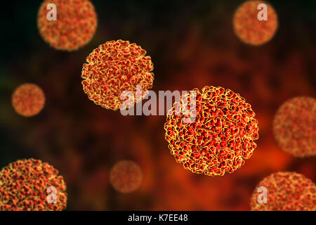 Ross River viruses (RRV), computer illustration. RRV is a small encapsulated single-strand RNA (ribonucleic acid) alphavirus endemic to Australia, Papua New Guinea and other islands in the South Pacific. It is responsible for a mosquito-borne non-lethal but debilitating tropical disease known as Ross River fever. Stock Photo