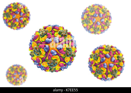 Western equine encephalitis virus, computer illustration. This is an ...