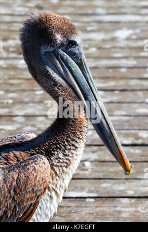 Pelican close up profile with detail of beak, head, eye, neck. Background is wooden dock Stock Photo