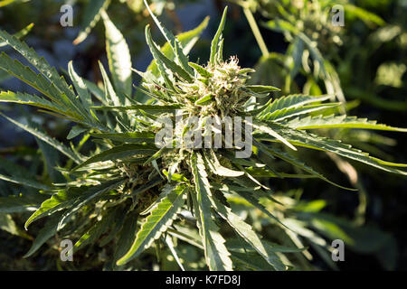 cannabis bud / marihuana plants Stock Photo - Alamy