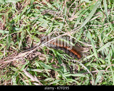 fox moth caterpillar close up macro Macrothylacia rubi; England; UK Stock Photo