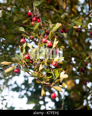 close up of overhead hanging hawthorns outside on tree summer autumn; England; UK Stock Photo