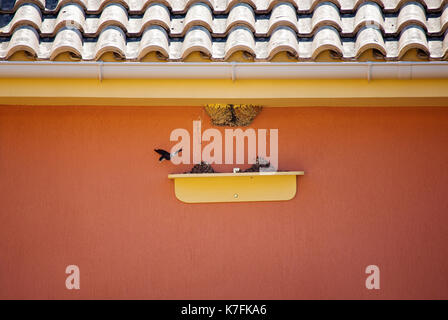 A House Martin leaving the nest in Kefalonia,Greece Stock Photo