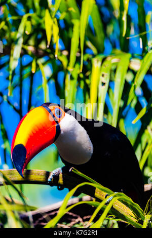 Toco Toucan feeding Stock Photo