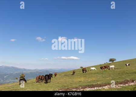Horses on a mountain, near some small trees and  beneath a big blue sky with white clouds Stock Photo