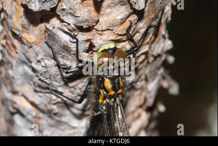 The head shot of a newly emerged rare White-faced Darter Dragonfly (Leucorrhinia dubia). Stock Photo