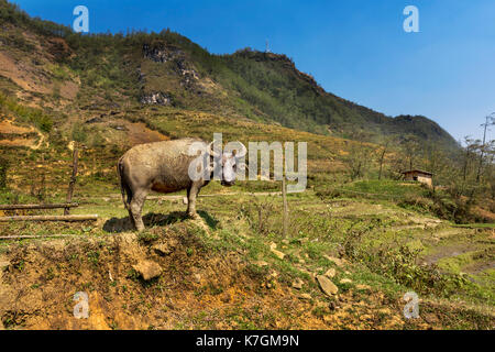 Buffalo standing in Sapa paddy field, Vietnam Stock Photo