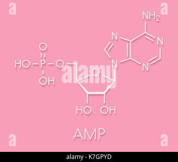 Adenosine monophosphate (AMP, adenylic acid) molecule. Nucleotide ...