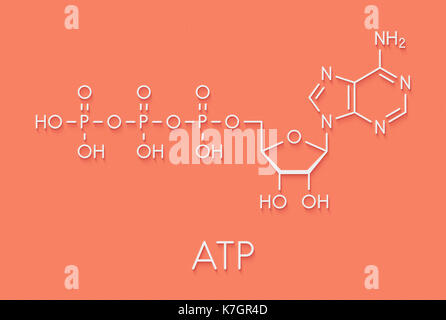 Adenosine triphosphate (ATP) molecule. Functions as neurotransmitter, RNA building block, energy transfer molecule, etc Skeletal formula. Stock Photo