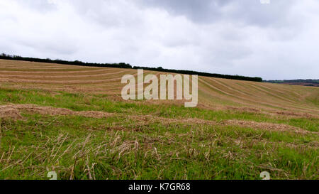 Newly harvested field on a damp day Stock Photo
